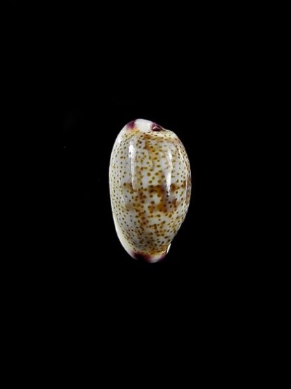 Purpuradusta fimbriata marquesana 11,2 mm Gem-15858