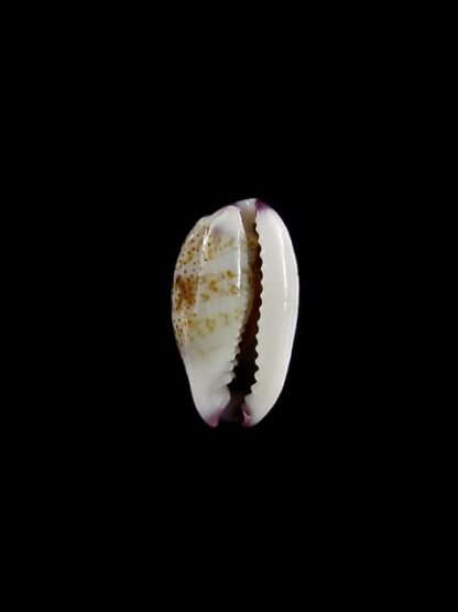 Purpuradusta fimbriata marquesana 11,2 mm Gem-15857