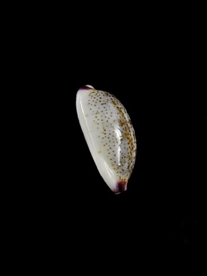 Purpuradusta fimbriata marquesana 11,2 mm Gem-15860