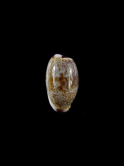 Purpuradusta fimbriata marquesana 10,4 mm Gem-15840