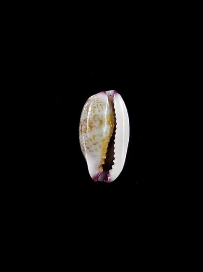 Purpuradusta fimbriata marquesana 10,4 mm Gem-15837