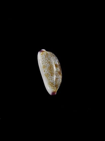 Purpuradusta fimbriata marquesana 10,4 mm Gem-15839