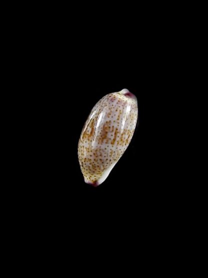 Purpuradusta fimbriata marquesana 10,4 mm Gem-15838