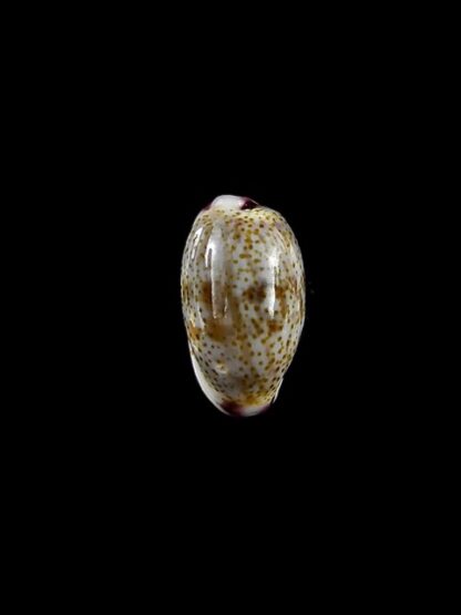 Purpuradusta fimbriata marquesana 10,1 mm Gem-15830