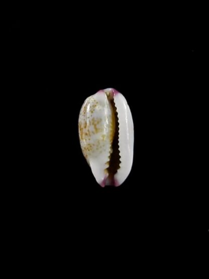Purpuradusta fimbriata marquesana 10,1 mm Gem-15829