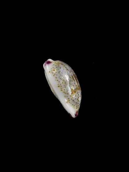 Purpuradusta fimbriata marquesana 10,1 mm Gem-15828