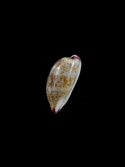 Purpuradusta fimbriata marquesana 10,1 mm Gem-15827