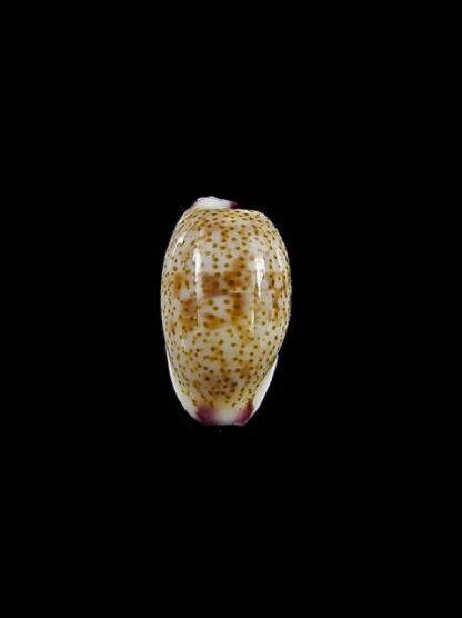 Purpuradusta fimbriata marquesana 10,8 mm Gem-15849