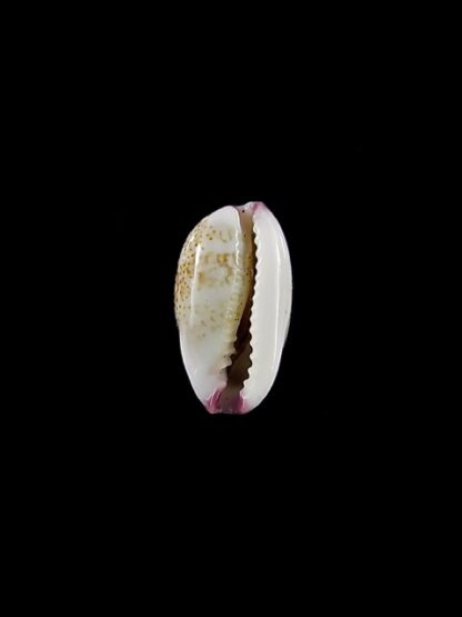 Purpuradusta fimbriata marquesana 10,8 mm Gem-15847