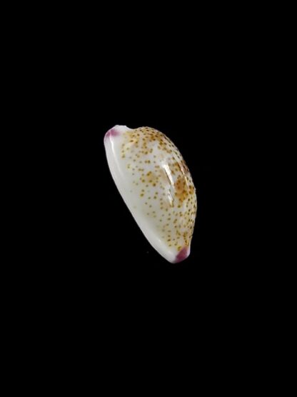 Purpuradusta fimbriata marquesana 10,8 mm Gem-15850