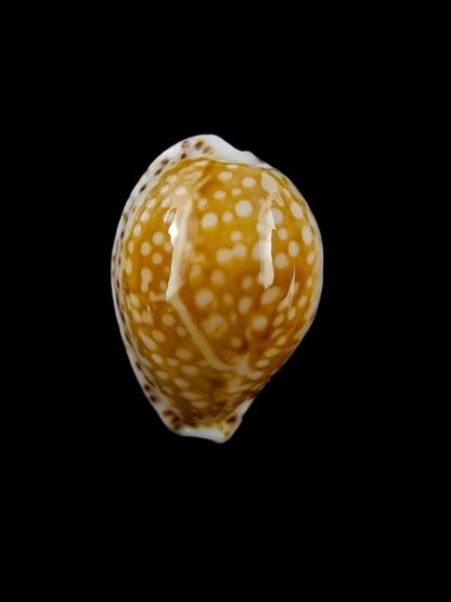 Cribrarula gaskoinii 20,7 mm Gem (-)-15975