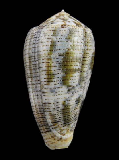 Pionoconus barbara 48,6 mm Gem W/O-15968