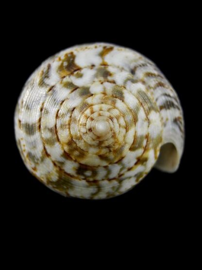 Pionoconus barbara 48,6 mm Gem W/O-15966