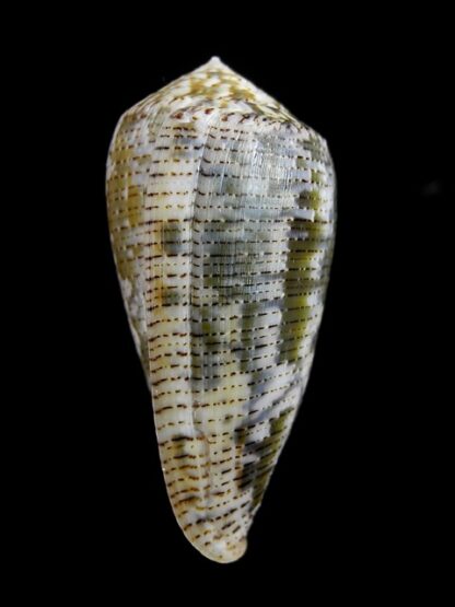 Pionoconus barbara 48,4 mm Gem W/O-15959