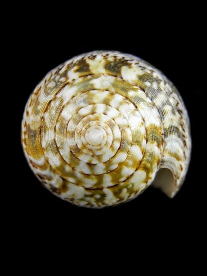 Pionoconus barbara 48,4 mm Gem W/O-15958