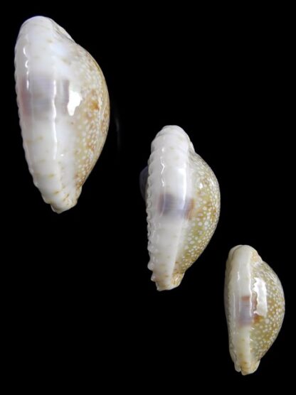 Naria erosa chlorizans 34,1 - 28,4 - 22,1 mm Gem-16285