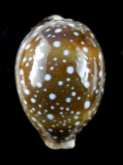 Lyncyna vitellus 59,4 mm Gem-16258