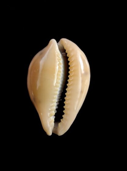 Erronea xanthodon 26,3 mm Gem-16192