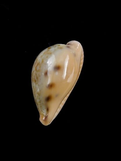 Erronea xanthodon 26,3 mm Gem-16195