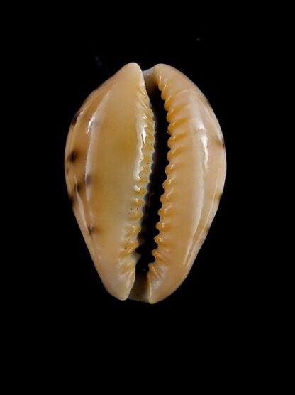 Erronea xanthodon 22 mm Gem-16182