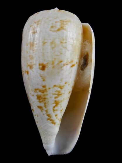 Floraconus anemone peronianus 90,5 mm Gem-16327