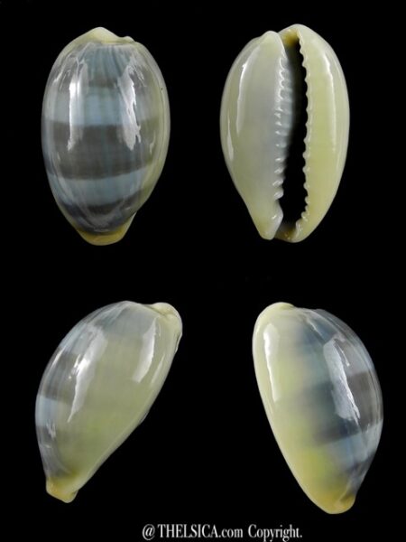 Erronea errones coxi azurea 27,5 mm Gem-0