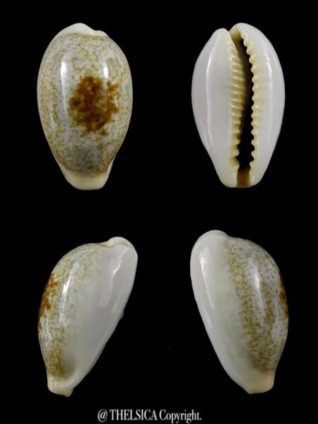 Erronea ovum erici 26 mm Gem-0