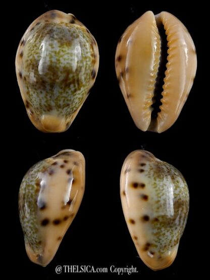 Erronea xanthodon 22 mm Gem-0