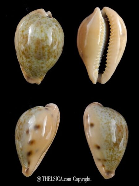 Erronea xanthodon 26,3 mm Gem-0