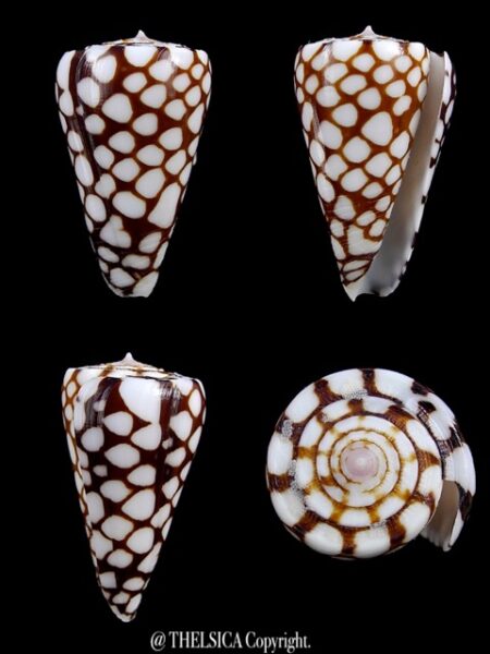 Eugeniconus marchionatus 32,4 mm Gem-0