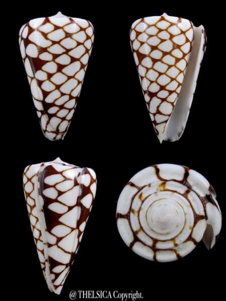 Eugeniconus marchionatus 39,5 mm Gem-0