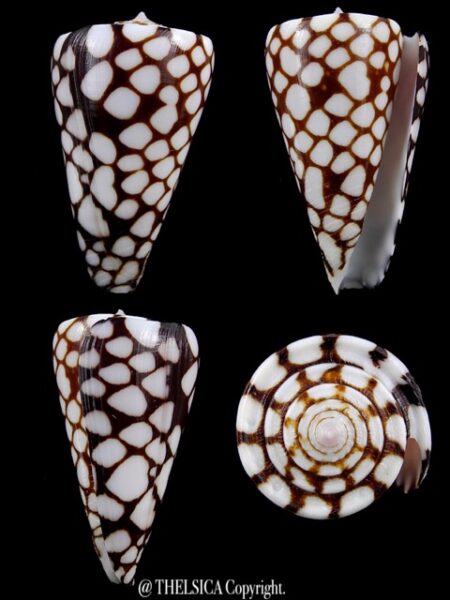 Eugeniconus marchionatus 40,9 mm Gem-0