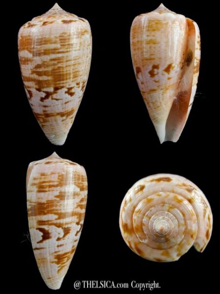 Floraconus anemone peronianus 66,8 mm Gem-0