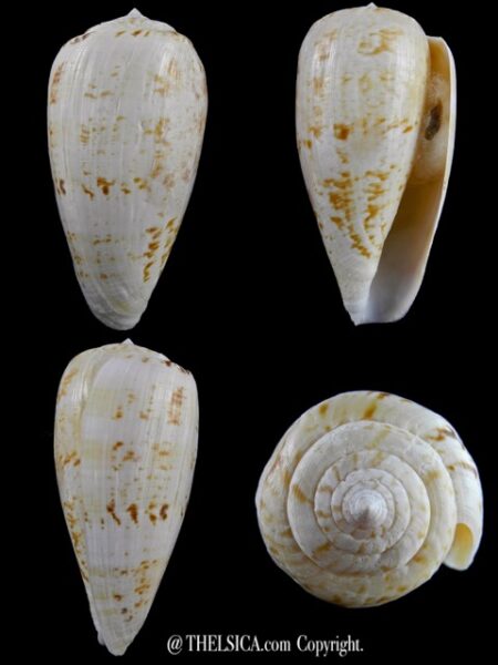 Floraconus anemone peronianus 90,5 mm Gem-0