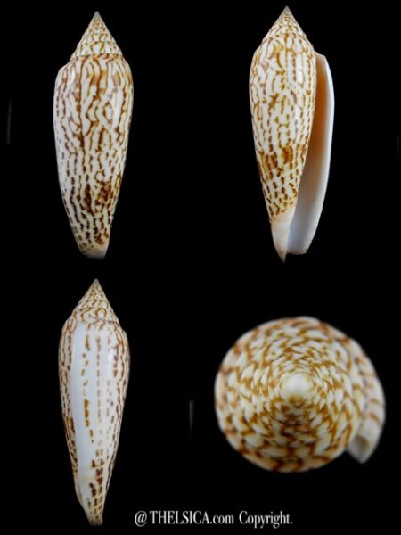 Graphiconus ranonganus 102,7 mm Gem-0
