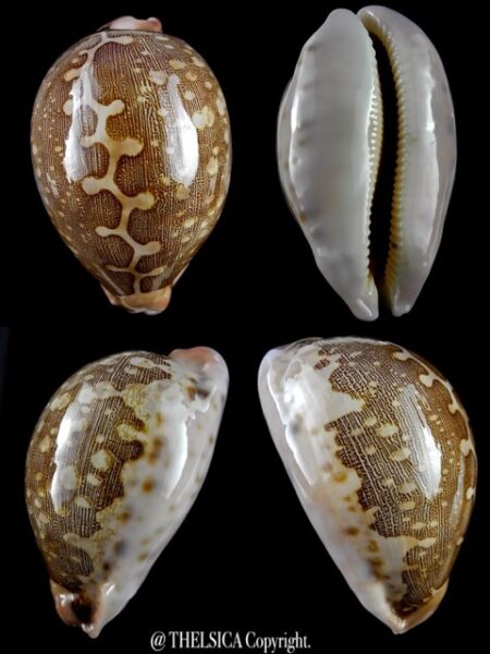 Leporicypraea mappa mappa 85,2 mm Gem-0