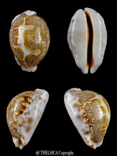 Leporicypraea mappa viridis guamensis ..56,2 mm Gem-0