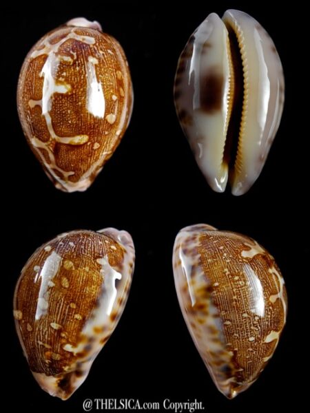 Leporicypraea mappa viridis guamensis " Very Small size " Gem 52 mm-0