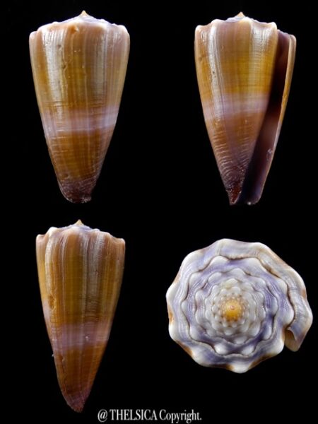 Lividoconus conco 44,2 mm Gem (-)-0