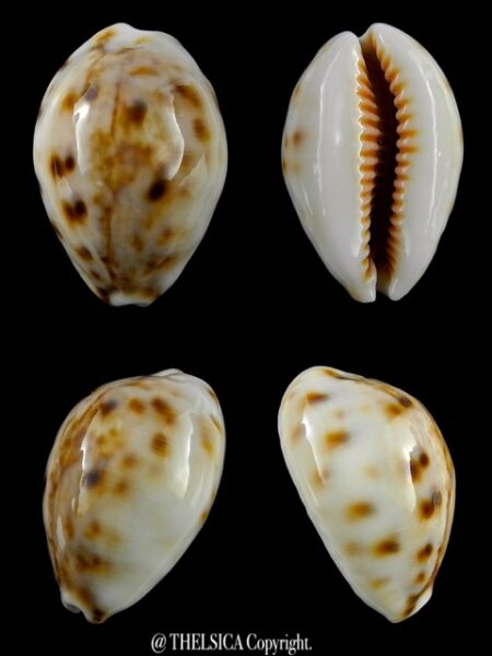 Cypraea lynx " WHITE & DWARF" 30 mm Gem-0