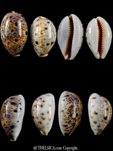 Lyncina lynx 38,2 - 34,6 mm Gem-0