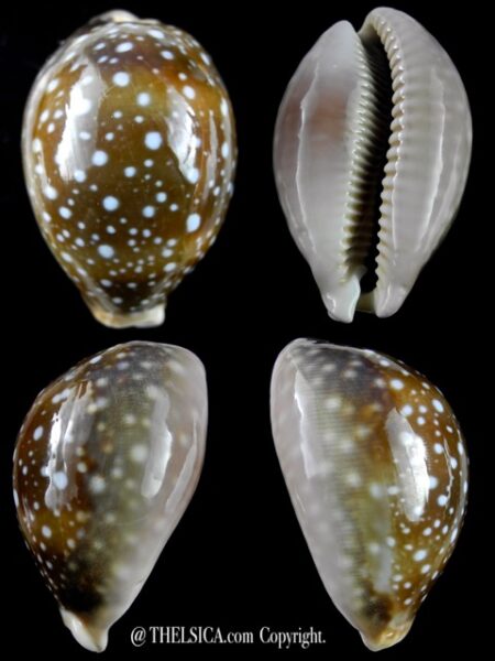 Lyncyna vitellus 59,4 mm Gem-0