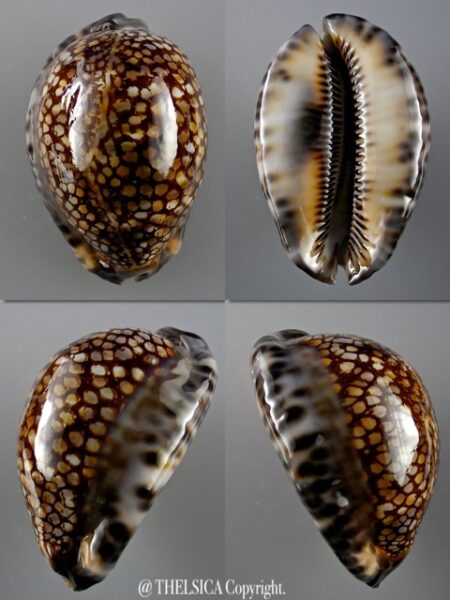 Cypraea maculifera hawaiiensis ..Big Size.. 80,6 mm.. Gem-0