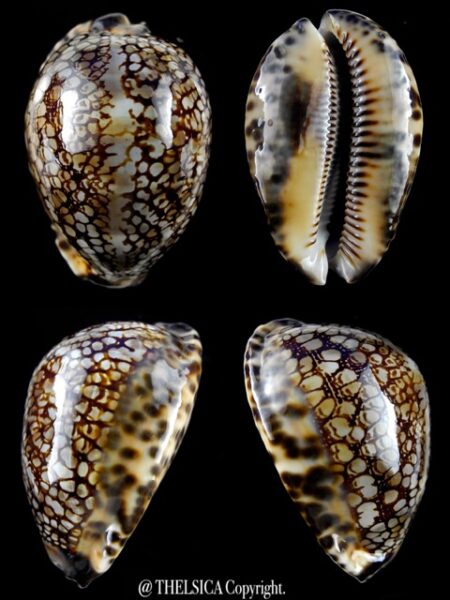 Mauritia maculifera martybealsi 63,3 mm Gem-0