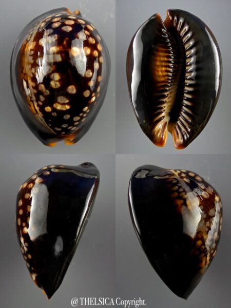 Mauritia mauritiana 70,4 mm F+++/Gem-0