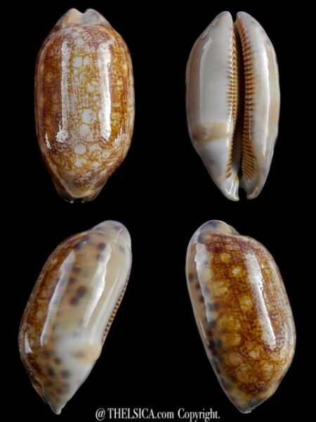 Mauritia scurra indica N&R 48,8 mm Gem-0