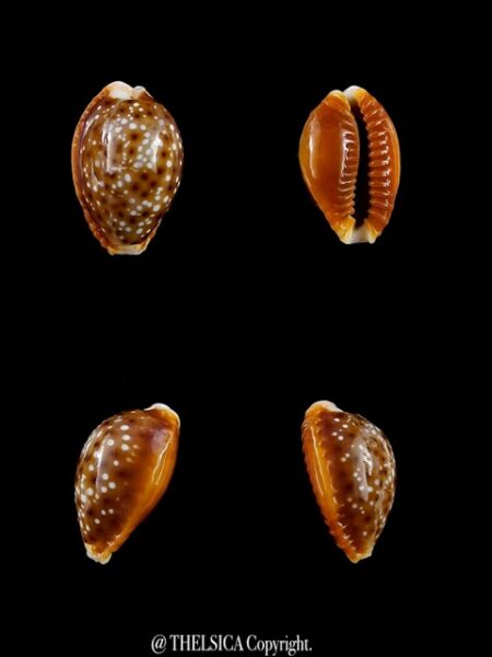 Naria bellatrix .VERY SMALL SIZE.. 15,3 mm Gem-0