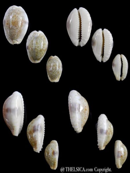 Naria erosa chlorizans 34,1 - 28,4 - 22,1 mm Gem-0