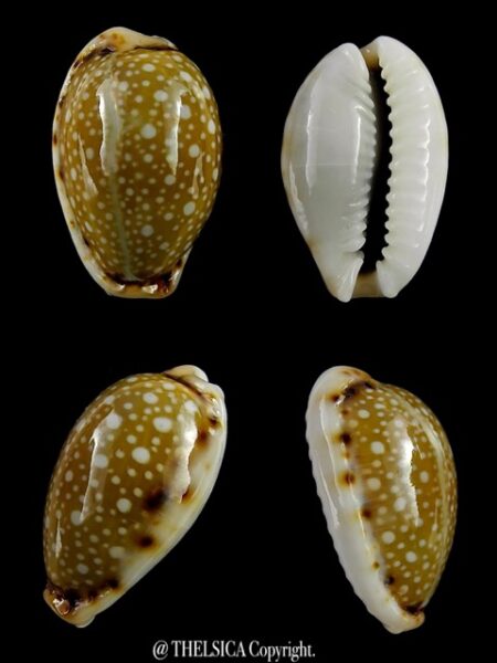 Naria labrolineata f. nashi. 21,5 mm Gem-0
