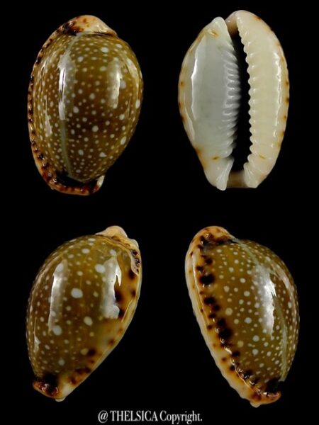 Naria labrolineata f. nashi. 21,9 mm Gem-0